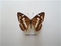 藏品(普氏白蛺蝶)的圖片